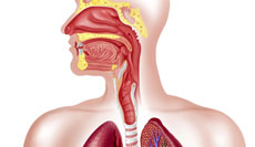 Болезни лор органов и органов дыхания