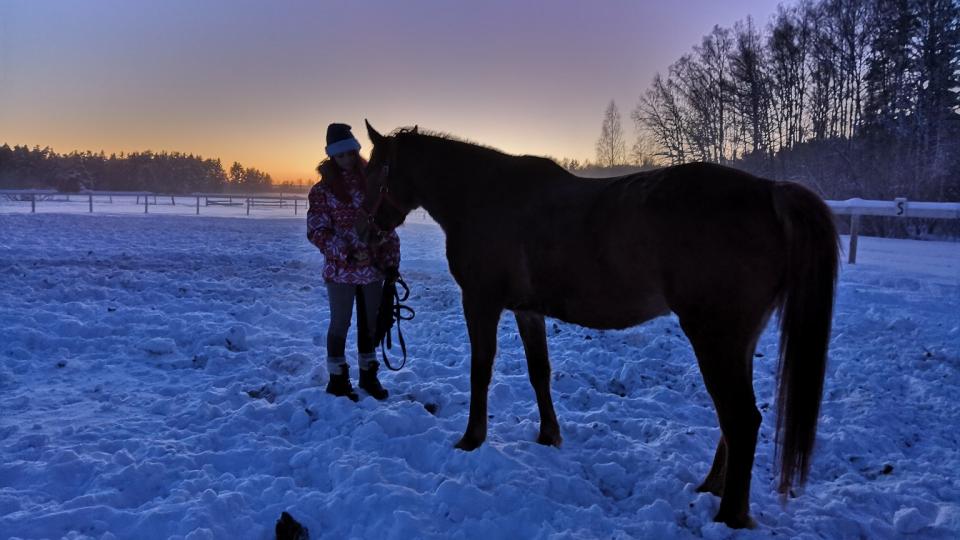 Horse Paradise. Зимний