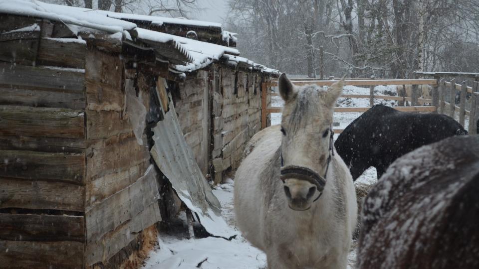 Horse Paradise. Зимний