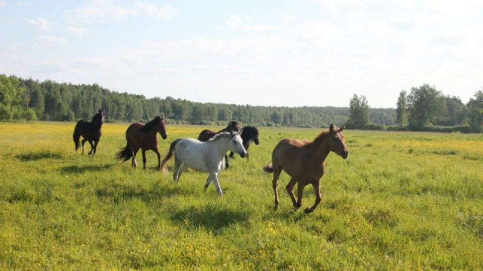 Horse Paradise