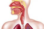 Болезни лор органов и органов дыхания
